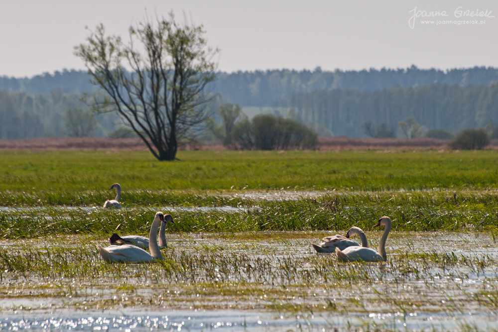 035_Biebrza - kwiecien 2012.jpg
